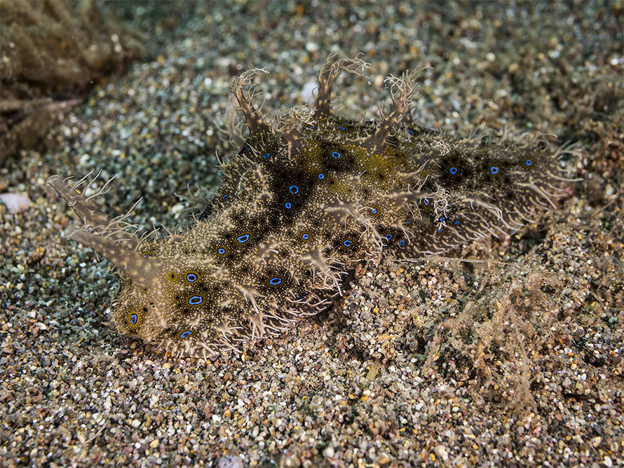 Bursatella leachii